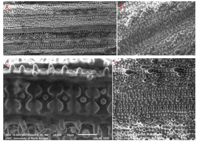Comparative ultrastructure of caryopsis and leaf surface anatomy in wild  rice Oryza coarctata and O. rufipogon through Scanning Electron Microscope  (SEM)